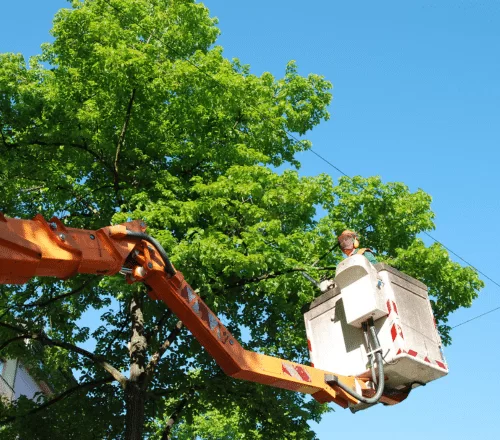 Affordable Tree Removal