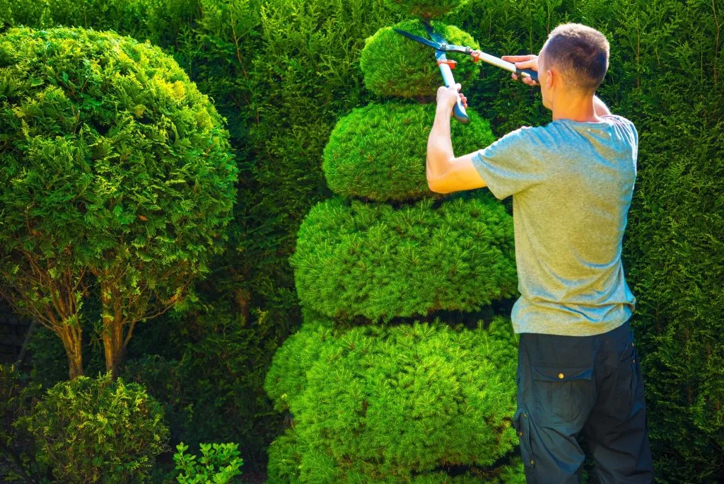 Tree Trimming