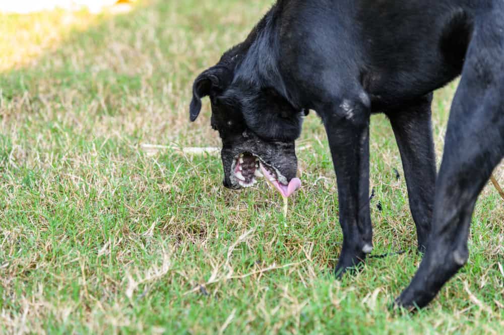 Recognizing Dangerous Signs of Dog’s Vomiting Before It Worsens