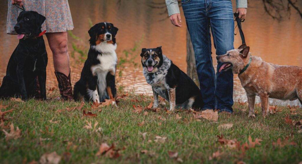 How Group Dog Training Classes Improve Decision-Making in Dogs