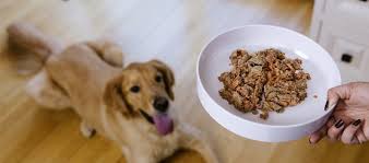 Is Homemade Food Good or Bad for Your Dog