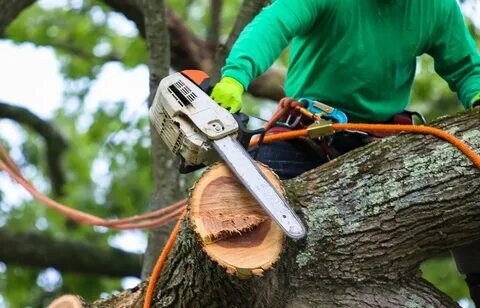 Reliable Tree Care Solutions for Safe and Healthy Landscapes