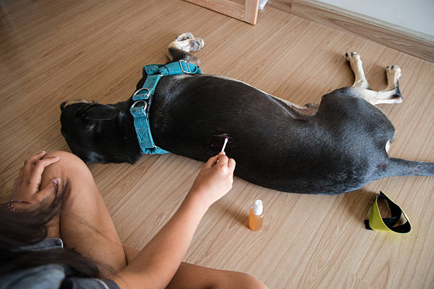 Pet Stain Odor Removal Ashburn