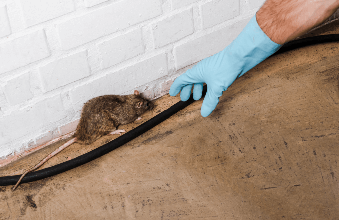 The Importance of Reliable Wildlife and Rodent Control for Property Safety